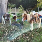 Layakari @ West LA Farmer’s Market